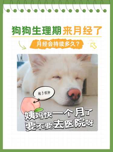 狗狗需要坐月子吗-第1张图片