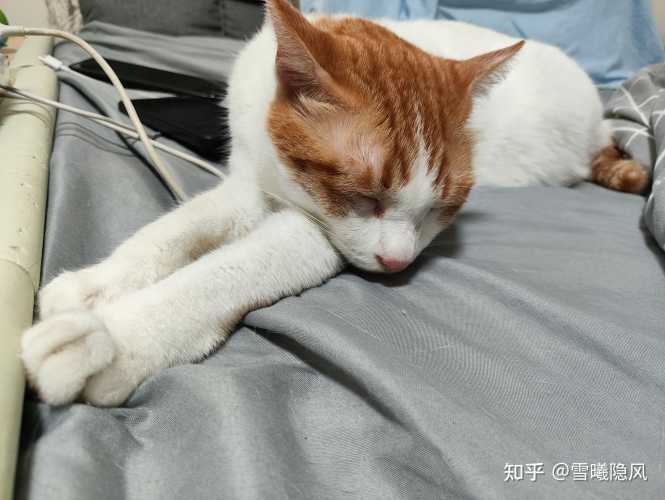 备孕在家能养猫咪吗-第1张图片